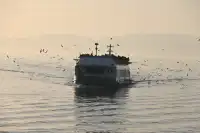 無錫｜鼋頭渚的海鷗從不失約