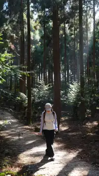 墜入「暮光森林」平陽滿田森林公園