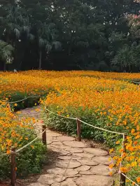 深圳羅湖市區浪漫黃色花海|東湖公園黃秋英