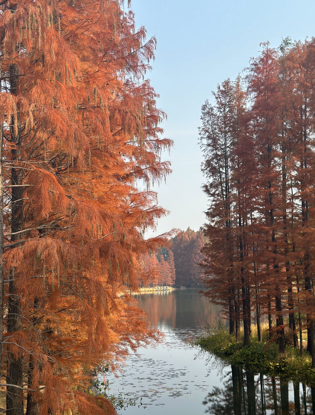 尚湖秋日醉美秘境 尚湖秋日醉美秘境