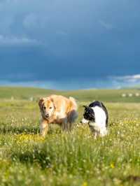 油畫般的「宗塔七色草原」是戶外人遛狗樂園