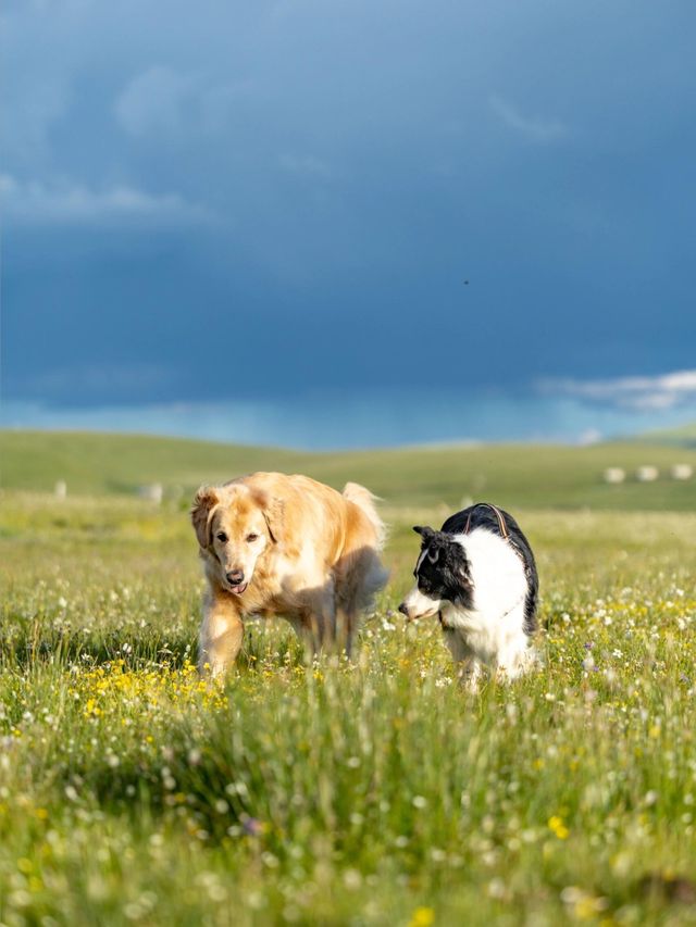 油畫般的「宗塔七色草原」是戶外人遛狗樂園 油畫般的「宗塔七色草原」是戶外人遛狗樂園