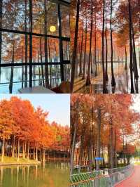 上海初冬限定浪漫|碳路者公園4點光影落羽杉