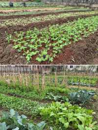 閩南田園一日:觸摸舊時光,品嚐新鮮味