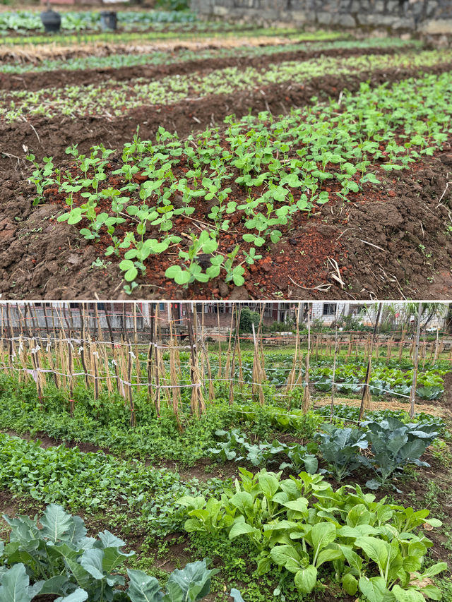 閩南田園一日:觸摸舊時光,品嚐新鮮味 閩南田園一日:觸摸舊時光,品嚐新鮮味