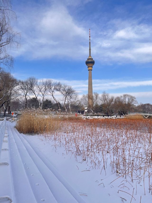 冬日限定雪景蘆葦打卡地