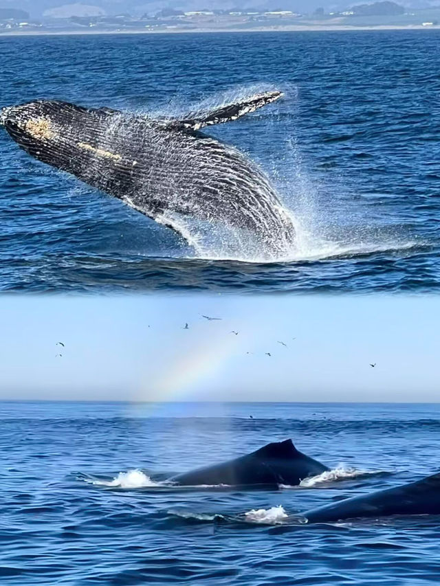 絕了!崇左+涠洲島6天5晚親子遊攻略,娃玩到不想回家! 絕了!崇左+涠洲島6天5晚親子遊攻略,娃玩到不想回家!