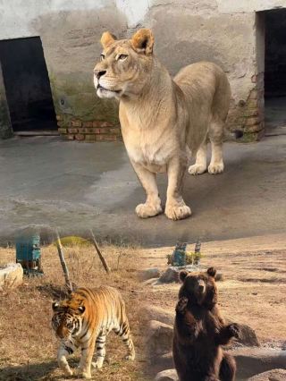 구딩산 동물원｜차로 자유롭게 탐험하는 야생 동화 세계