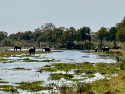 Дельта Окаванго: Пик африканской дикой природы