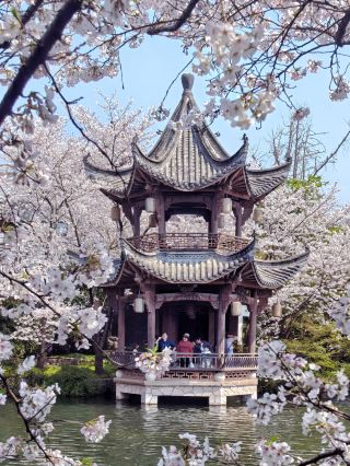 良渚桜巡り|本日撮影・夢渓苑桜鑑賞完全攻略