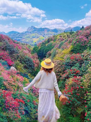 방금 백리두견에서 돌아왔는데 정말 아름다웠어요! 보모급 초전략 첨부