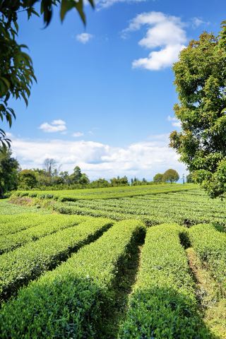 สัมผัสประสบการณ์การเก็บใบชา การชงชา และการลิ้มลองปลาท้องถิ่นระหว่างการเดินป่า ซึ่งอยู่ห่างจากเมืองเฉิงตูไม่เกิน 1 ชั่วโมง