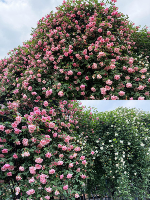 バラの花 | Trip.com 昆明