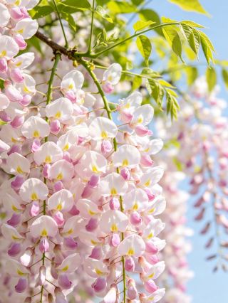 Just sharing casually, as long as you're happy