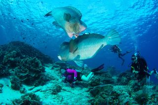 Celebrating My 100th Dive on an Incredible Dive Rig Trip