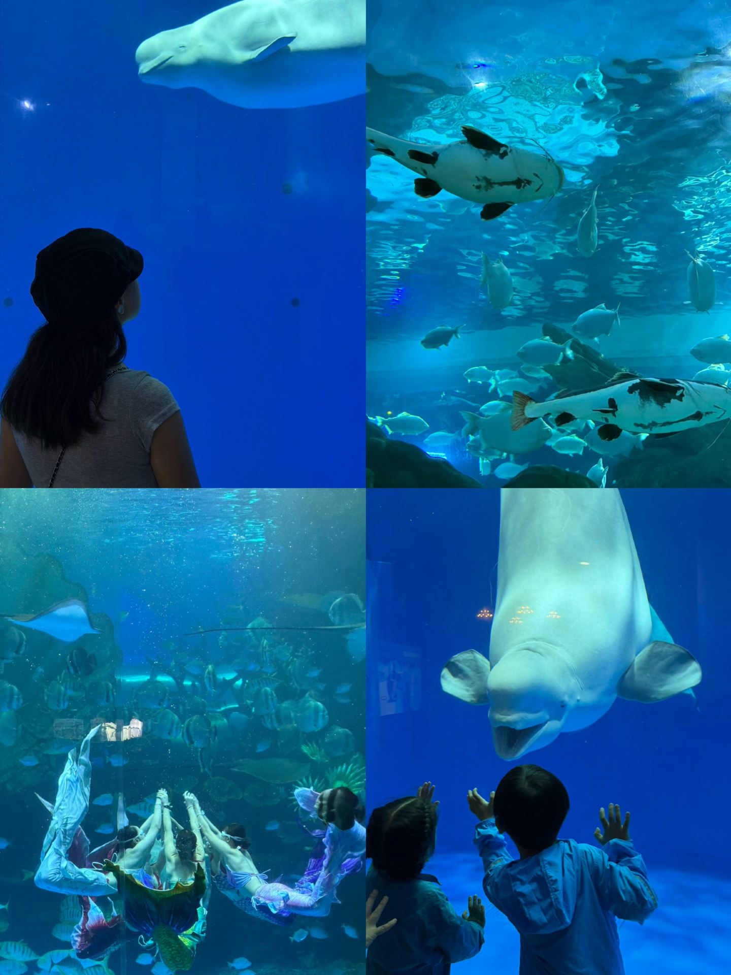 The beluga whales at Xuzhou Oulebao are total pros, aren't they...