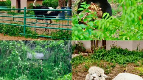 A detailed guide to Anji Bamboo Expo Park: A kid-friendly, uncrowded spot for National Day — traveler post in Anji