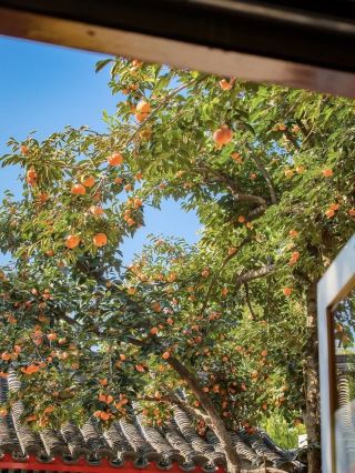 Beijing autumn 🍂 5 must-visit city walk routes 🍁