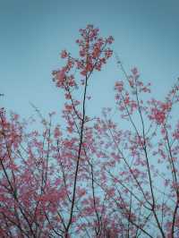 หมู่บ้านสีชมพู