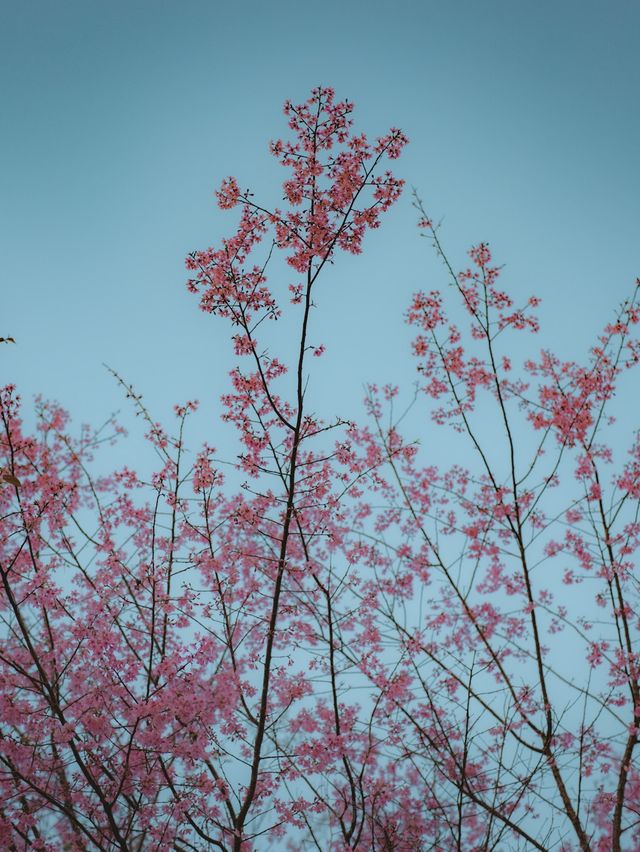 หมู่บ้านสีชมพู