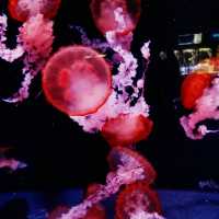 京都水族館新展示エリア！クラゲワンダー