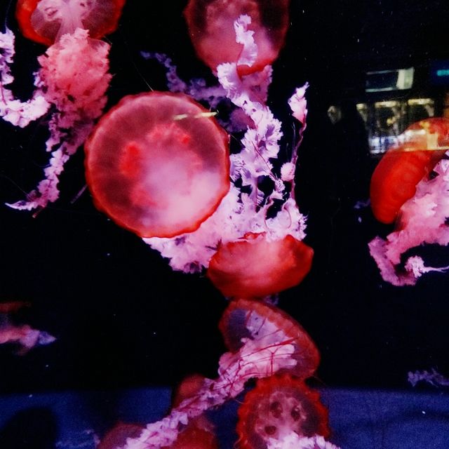 京都水族館新展示エリア！クラゲワンダー