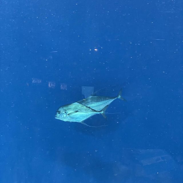 Xpark Aquarium in Taoyuan