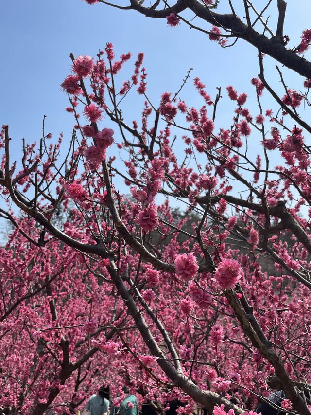 부산 기장 지금 꼭 가야할 매화성지 매화원🌸