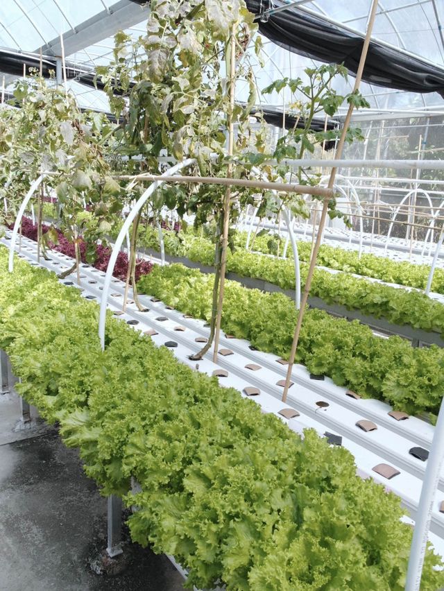 參觀粉嶺鶴藪永霖花園及水耕菜場