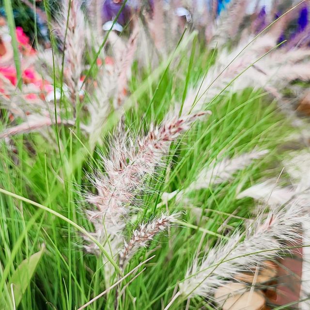疫情後的花展