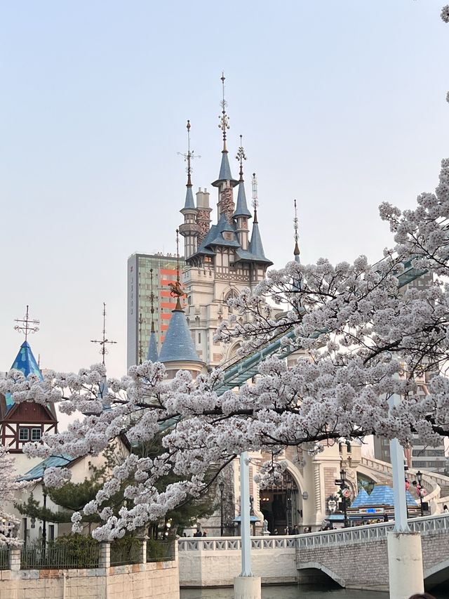 韓国/ソウル【蚕室】桜が咲くお花見シーズンのおすすめスポット🌸