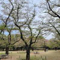 Peaceful Park with beautiful Sakura