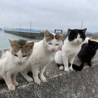 香川県佐柳島