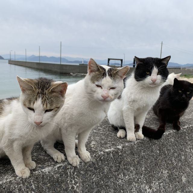 香川県佐柳島