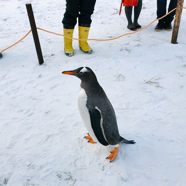 ชมความน่ารักของพาเหรดเพนกวิน ที่ Otaru Aquarium