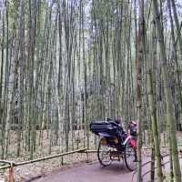 細雨🌦️慢步嵯峨野🎋竹林步道🚶‍♂️