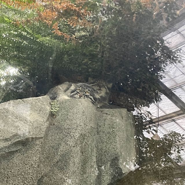 関西でおすすめの体験型動物園🐇🐅🐈🐕🦆