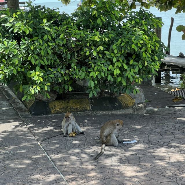 เดินเล่นชมวิวท่าเรือใกล้ๆ อุทยานแห่งชาติปีนัง 