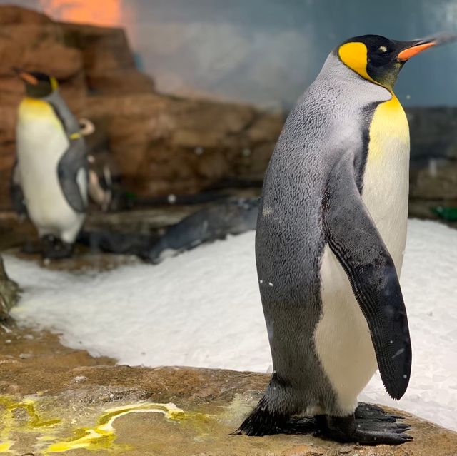 桃園｜🐧💙可愛企鵝篇📍 Xpark