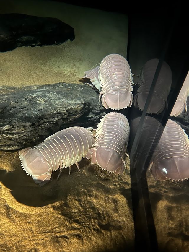 Monterey Bay Aquarium 