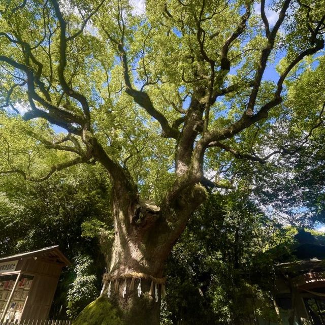 🌳 아이치현의 심장, 나고야를 대표하는 초록빛 녹음이 가득한 아쓰타 신궁💫 🌳 아이치현의 심장, 나고야를 대표하는 초록빛 녹음이 가득한 아쓰타 신궁💫