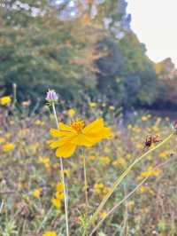 가을 코스모스 구경은 올림픽공원에서🌼