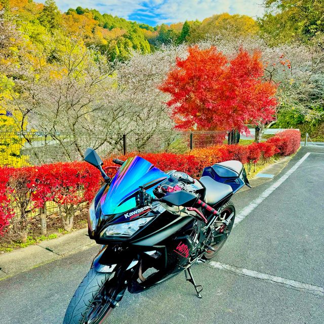 四季桜公園