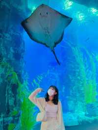 추위걱정 없는 실내 데이트는 아쿠아리움🩵🐠