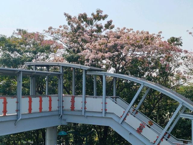 ชมพู่พันธุ์สวนจตุจักร