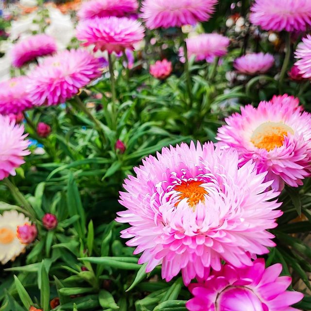 疫情後的花展