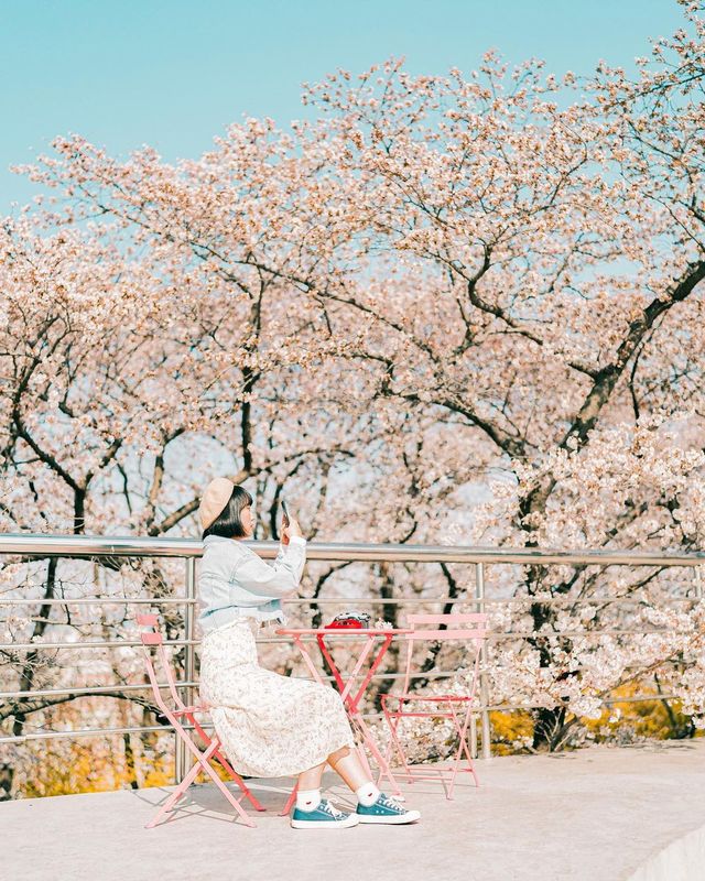 이번 주말, 대구 벚꽃 데이트는 이월드 어때요?