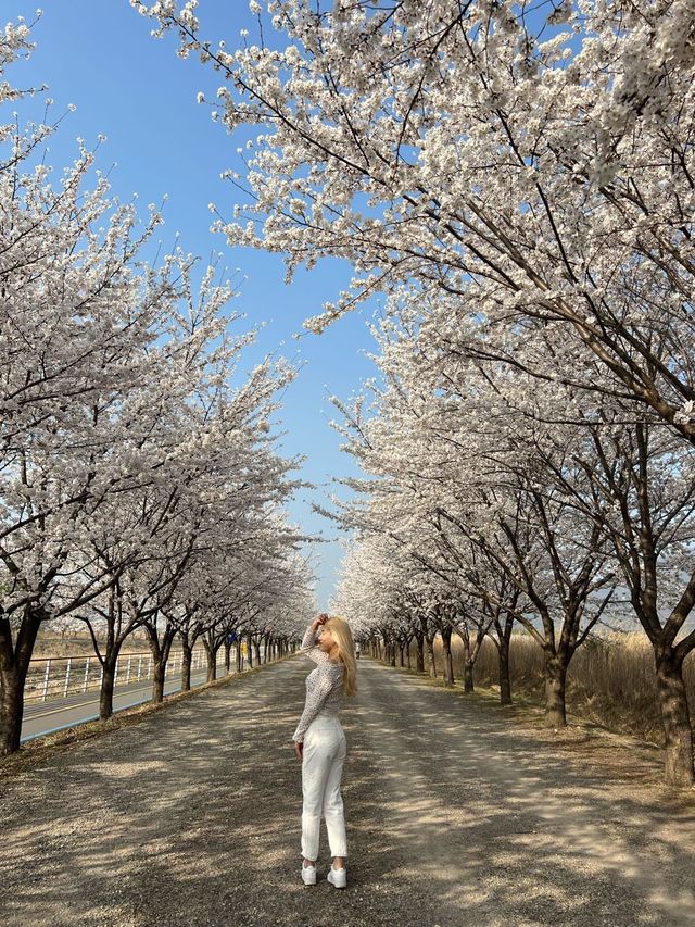 하남 덕풍천에 찾아온 봄🌸
