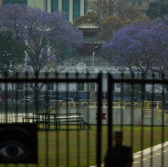 Jacaranda flower during spring in Kathmandu 