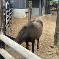 動物 全部都係動物嘅上野動物園😂